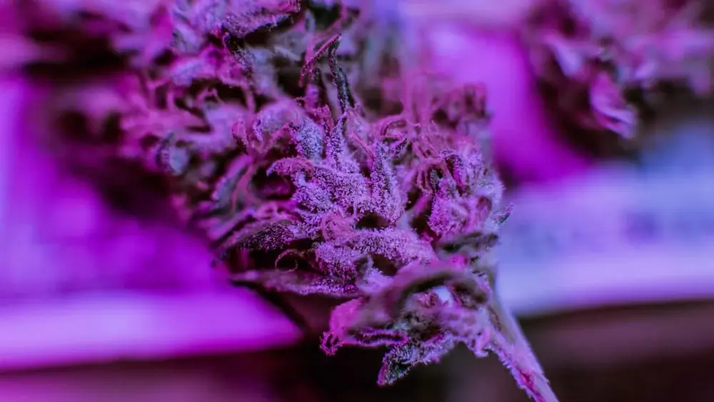 Six Of the Best Purple Weed Strains | Hot Razzberry Six Of the Best Purple Weed Strains