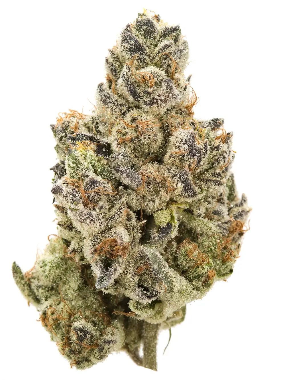 Bonkers | Hot Razzberry Bonkers