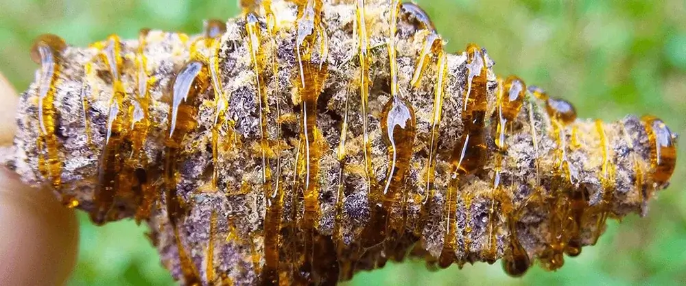 Moonrocks vs. Sunrocks