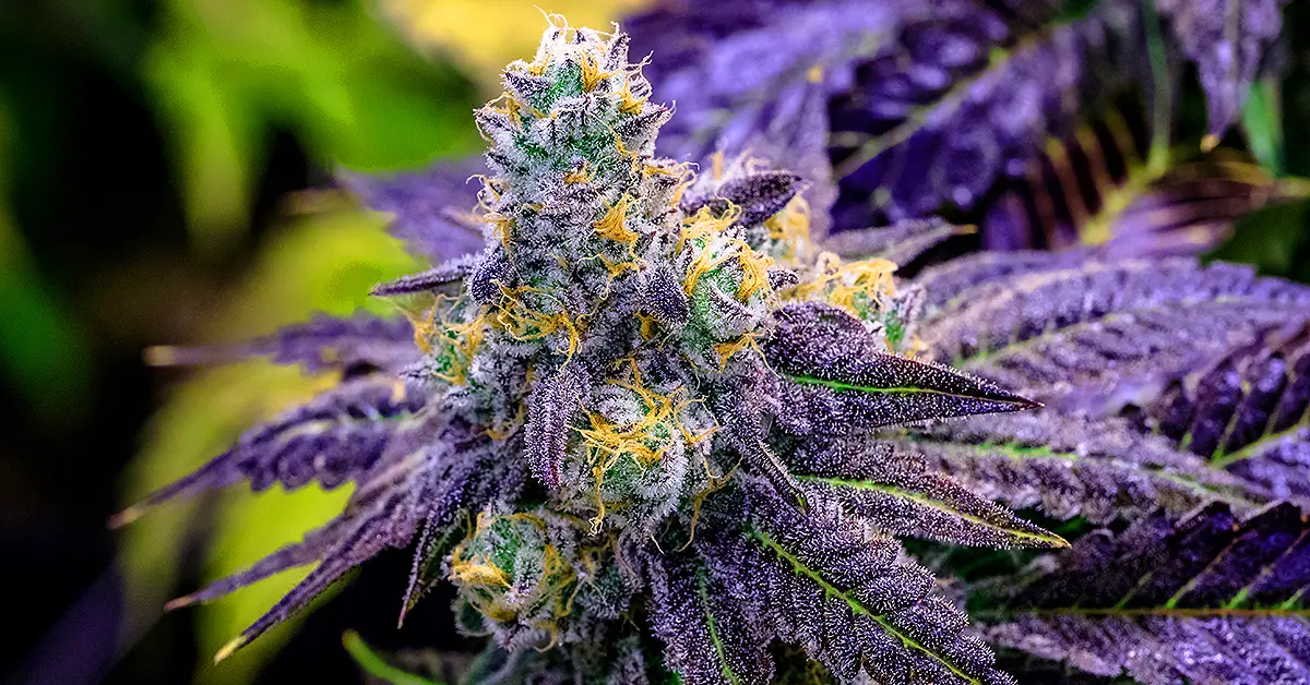 True F1 Cannabis Hybrids