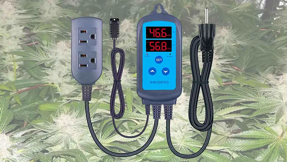 Tips For Maximizing Your Marijuana Yield | Hot Razzberry Tips For Maximizing Your Marijuana Yield