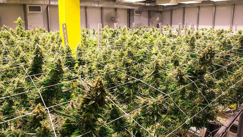 Tips For Maximizing Your Marijuana Yield | Hot Razzberry Tips For Maximizing Your Marijuana Yield