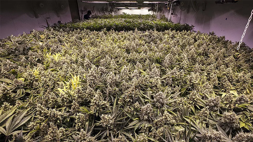 Tips For Maximizing Your Marijuana Yield | Hot Razzberry Tips For Maximizing Your Marijuana Yield