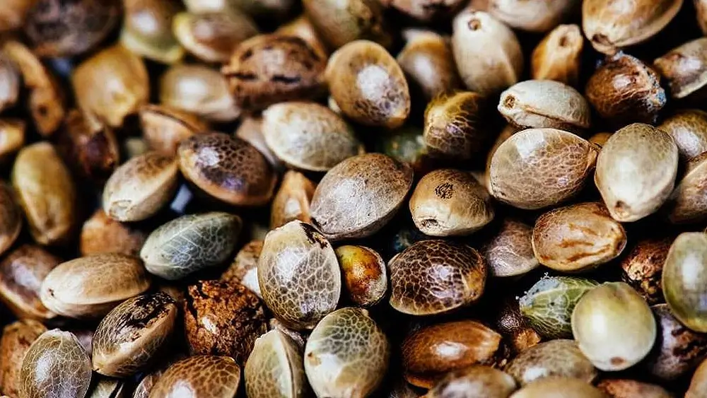 Tips For Maximizing Your Marijuana Yield | Hot Razzberry Tips For Maximizing Your Marijuana Yield