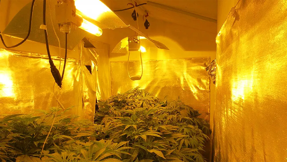 Tips For Maximizing Your Marijuana Yield | Hot Razzberry Tips For Maximizing Your Marijuana Yield