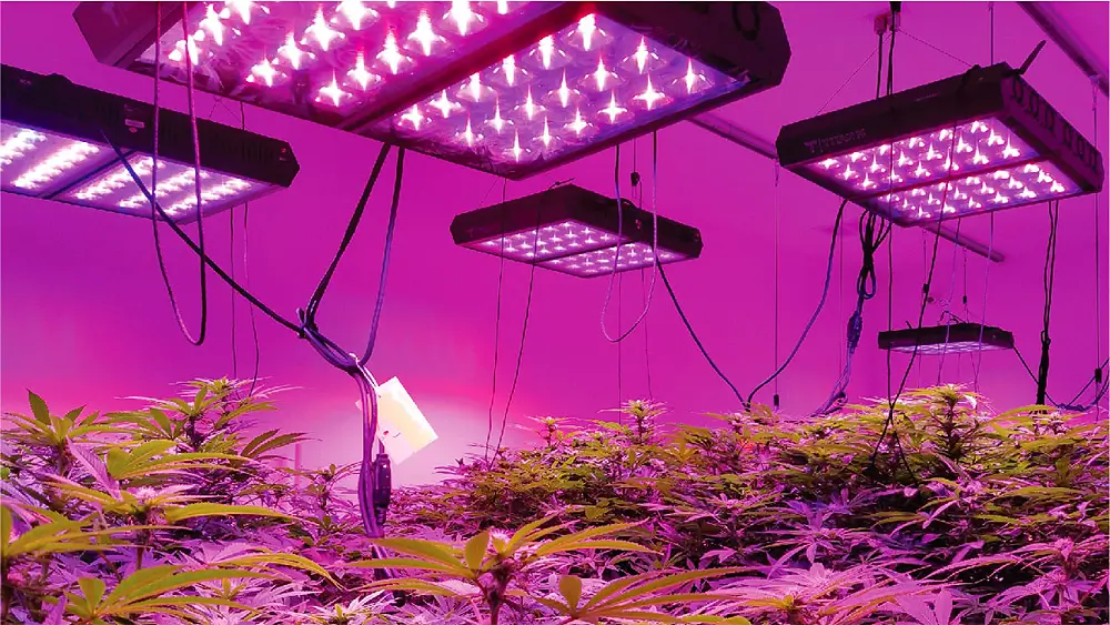 Tips For Maximizing Your Marijuana Yield | Hot Razzberry Tips For Maximizing Your Marijuana Yield