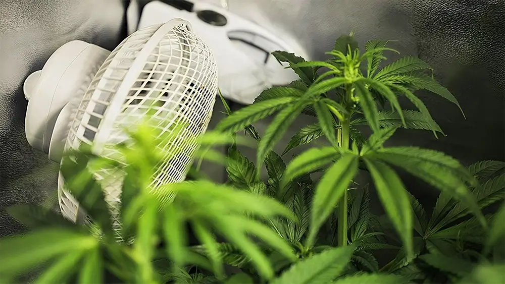 Tips For Maximizing Your Marijuana Yield | Hot Razzberry Tips For Maximizing Your Marijuana Yield