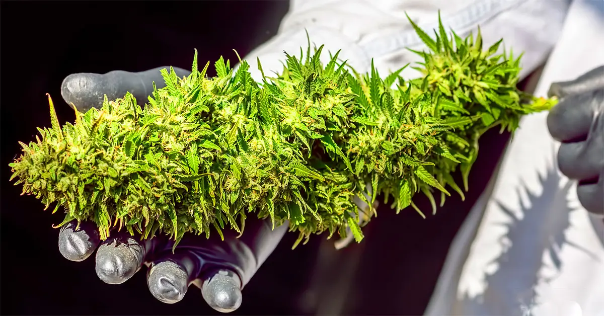 Tips For Maximizing Your Marijuana Yield