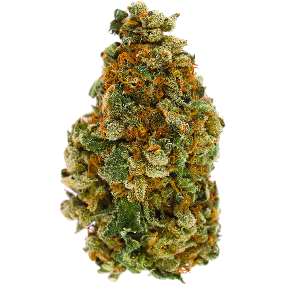 Jack Herer | Hot Razzberry Jack Herer