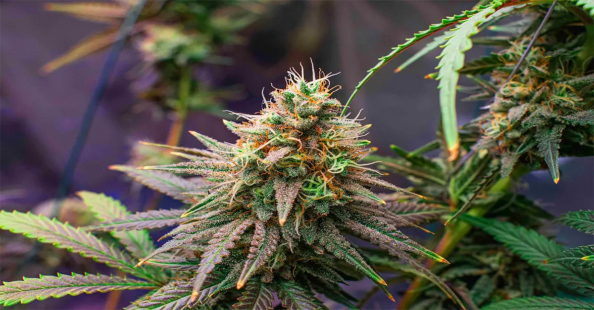 9 Cultivation Tips For The Cannabis Flowering Stage