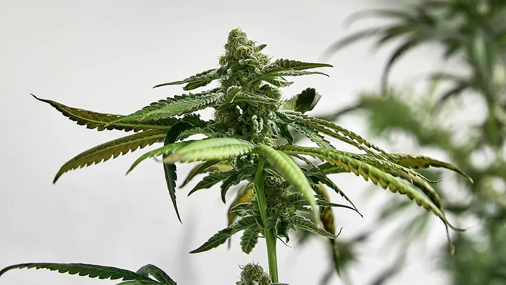 9 Cultivation Tips For The Cannabis Flowering Stage | Hot Razzberry 9 Cultivation Tips For The Cannabis Flowering Stage