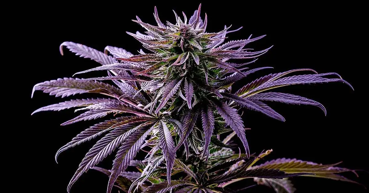 Cannabis Colors and Strain Varieties