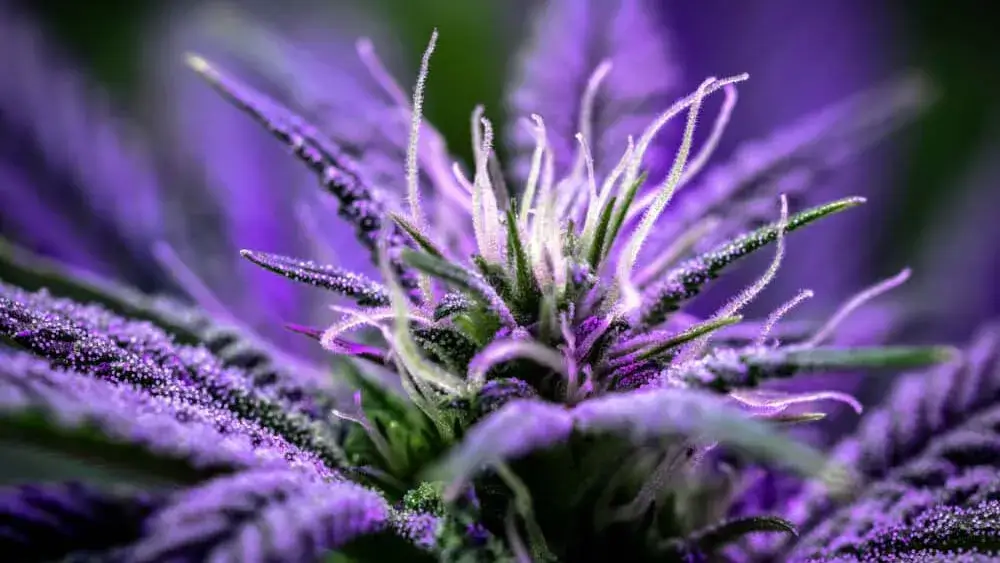 Cannabis Colors and Strain Varieties | Hot Razzberry Unveiling the Spectrum of Cannabis: What Various Colors Reveal About Different Strains