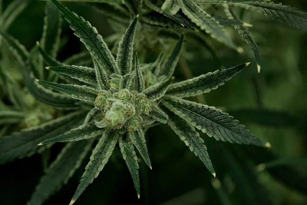 Minnesota Man Offers Free Marijuana Grow Classes To the Public