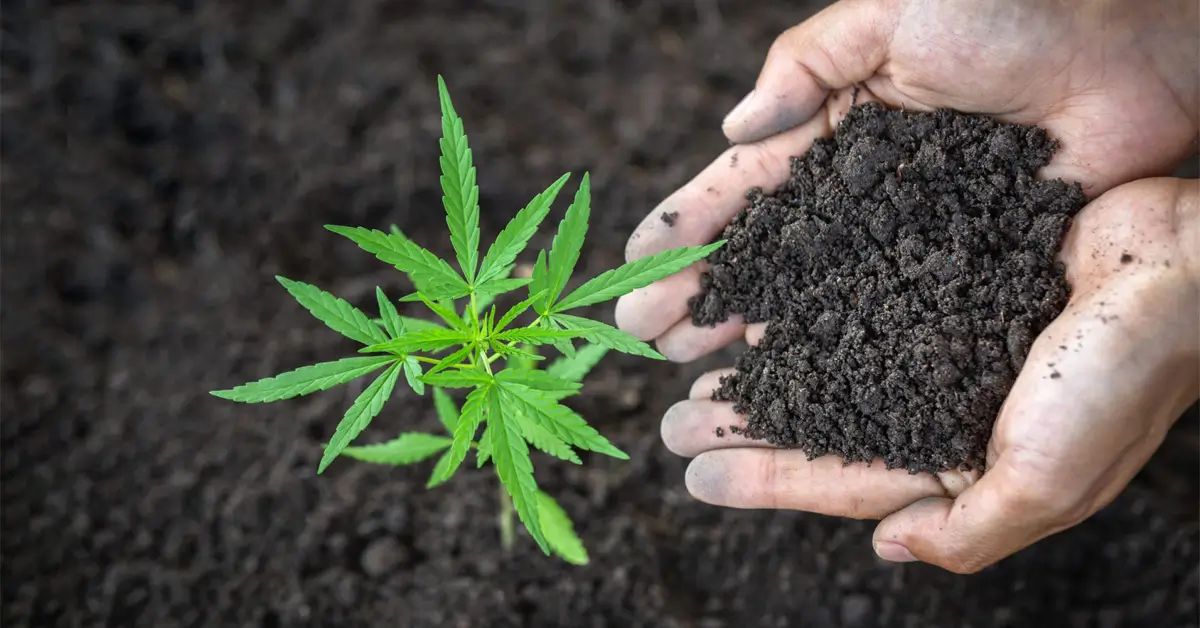 Minnesota Man Offers Free Marijuana Grow Classes To the Public